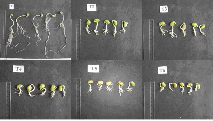 Rickli, H. C. et al. Tabela 2.