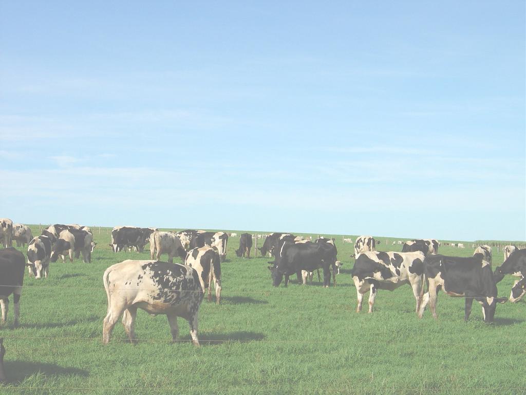 PRODUÇÃO DE LEITE E CARNE EM PASTAGEM IRRIGADA DIA