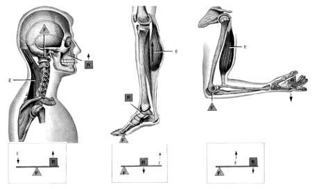 Física e Matemática (Questões de 1 a 40) 1 - O estudo de forças, equilíbrio e momentos da força é importante na biomecânica do corpo humano.