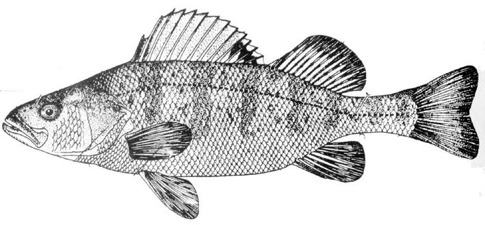 b) O peixe II é um osteíctie, pois apresenta boca anterior, fendas branquiais cobertas por opérculo e possui bexiga natatória.