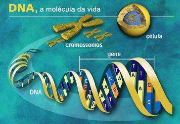 O gene transmite a informação determinando a sequência de aminoácidos