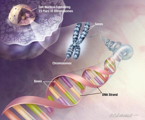 PROJETO GENOMA HUMANO DETERMINISMO GENÉTICO -25 Mil Genes GENES ATIVOS 5 a 10% MECANISMO LIGA-DESLIGA (Genes