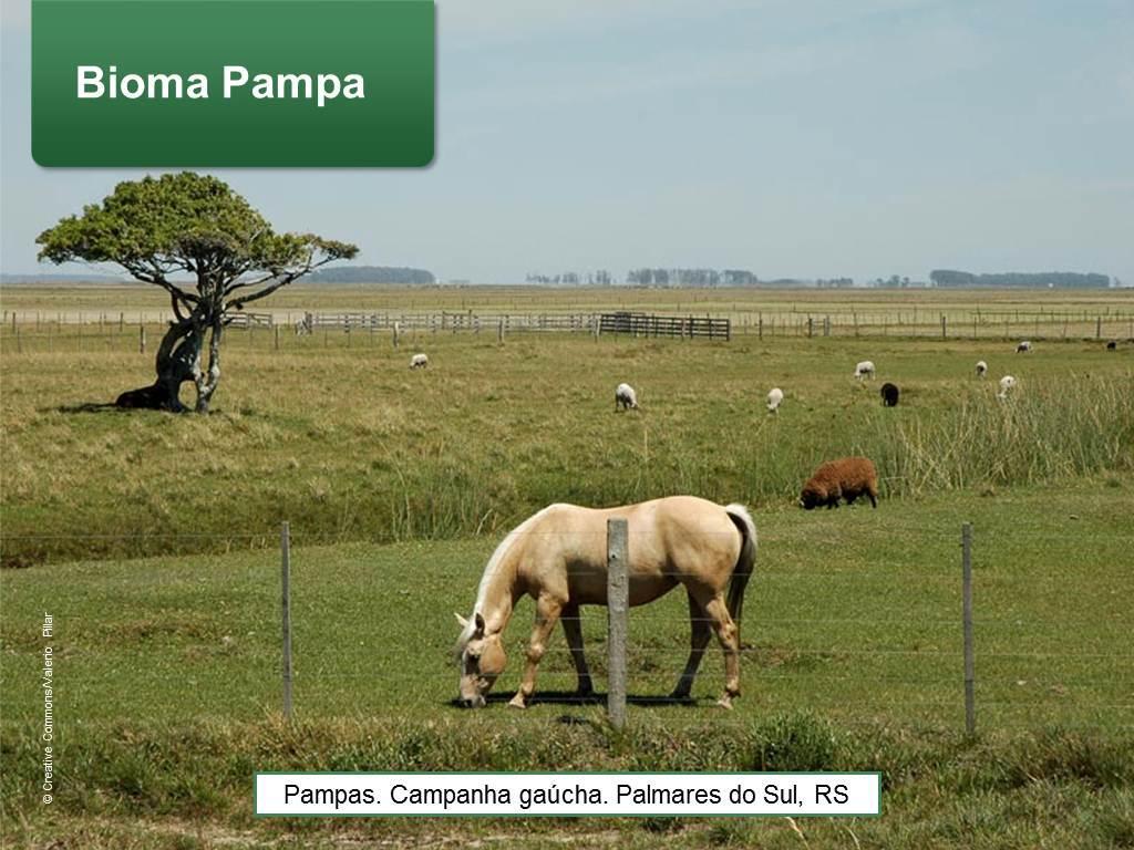 Vegetação rasteira com pequenos arbustos.