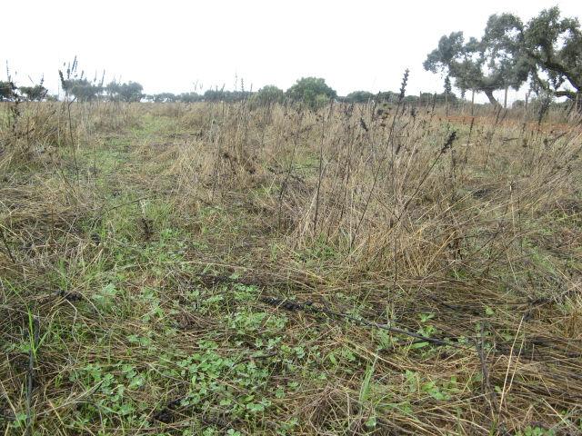 Nota técnica sobre a utilização das pastagens permanentes semeadas biodiversas 1.