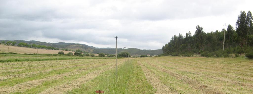 2. Utilização da pastagem permanente biodiversa de regadio As pastagens biodiversas de regadio podem e devem ser pastoreadas sempre que apresentem desenvolvimento vegetativo que o justifique e quando