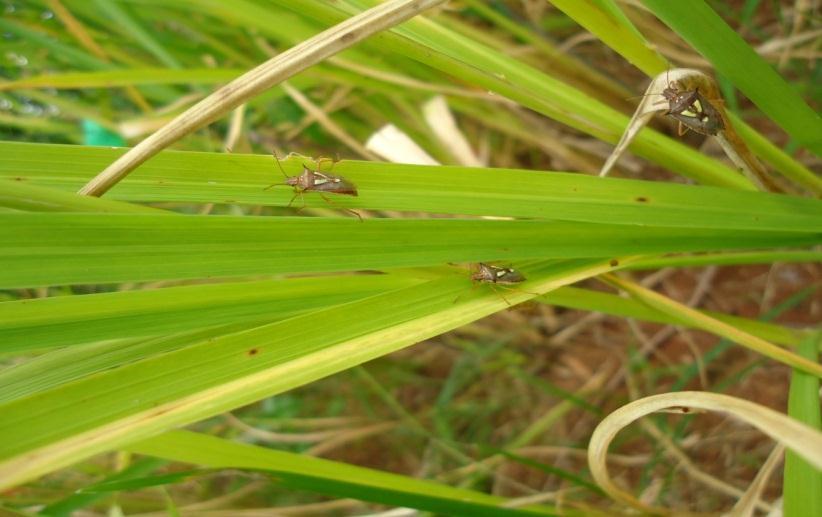 Percevejos-do-grão (Oebalus