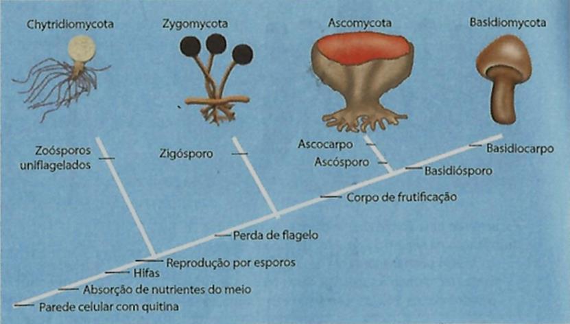 248 P á g i n a V.7,N.3 Setembro/Dezembro 2016 Figura 1 - Tabela apresentada pelo livro 1 que resume as principais características dos grupos de fungos. Fonte: Amabis e Martho (2010, p.