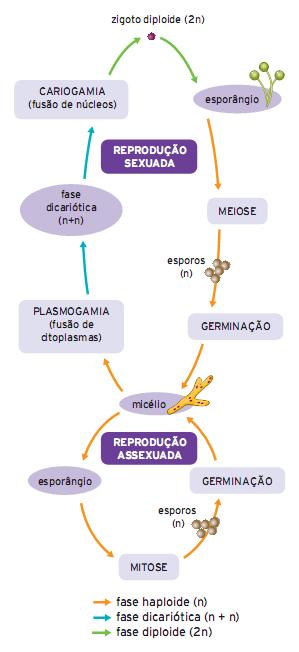 250 P á g i n a V.7,N.3 Setembro/Dezembro 2016 Figura 4 - Esquema generalizado apresentado pelo livro 7 para ilustrar o processo de reprodução sexuada dos fungos.
