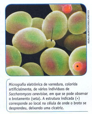 260 P á g i n a V.7,N.3 Setembro/Dezembro 2016 Figura 9 - Micrografia da levedura Saccharomyces cerevisiae apresentada pelo livro 4 e que não exibe informação de escala. Fonte: Lopes e Rosso (2010, p.