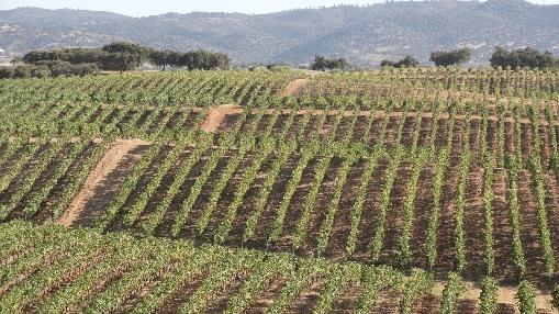 HERDADE DO PESO, Alentejo Luís Cabral de Almeida, enólogo responsável pelos vinhos da Sogrape no Alentejo, é um homem satisfeito no final duma vindima laboriosa, que classifica como de grande detalhe