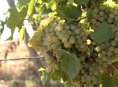 O crescimento vegetativo na vinha foi mais lento e as fases de floração e vingamento aconteceram mais tarde, já na segunda quinzena de maio, mas com boa nascença do fruto.