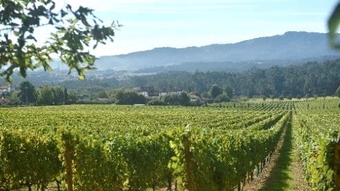 QUINTA DE AZEVEDO, Vinhos Verdes Para Miguel Pessanha, enólogo responsável para os vinhos desta região, «este é talvez o melhor ano de Vinhos Verdes» de que se lembra.