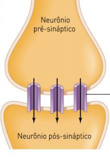 Qual delas está intimamente associada ao tecido nervoso (seja específico)? Meninges. Pia-máter. C) Qual a principal função da região representada pelo número 7?