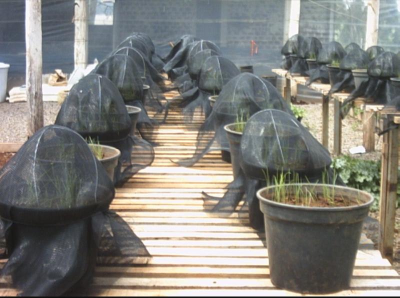 Controle de plantas daninhas em razão de doses do herbicida.