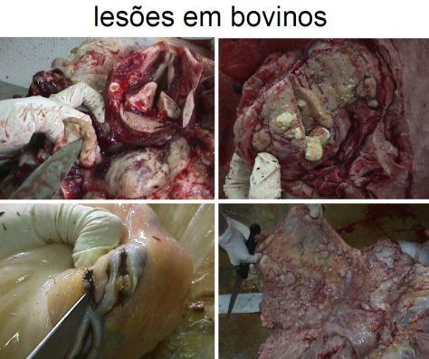 animais infetados; Deteção de animais