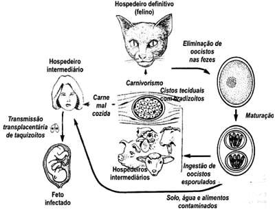 Os primeiros relatos da doença em animais domésticos foram descritos em um cão na Itália em 1910 e em um gato nos EUA em 1942 (DUBEY, 2008). Até então, apenas as formas de vida assexuadas do T.