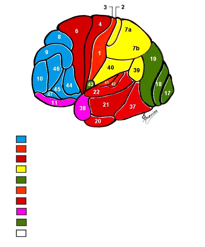 Áreas funcionais da Classificação de Brodmann, localizadas na superfície lateral do hemisfério cerebral. - Desenho adapatado de Barth and Campbell, A.W.