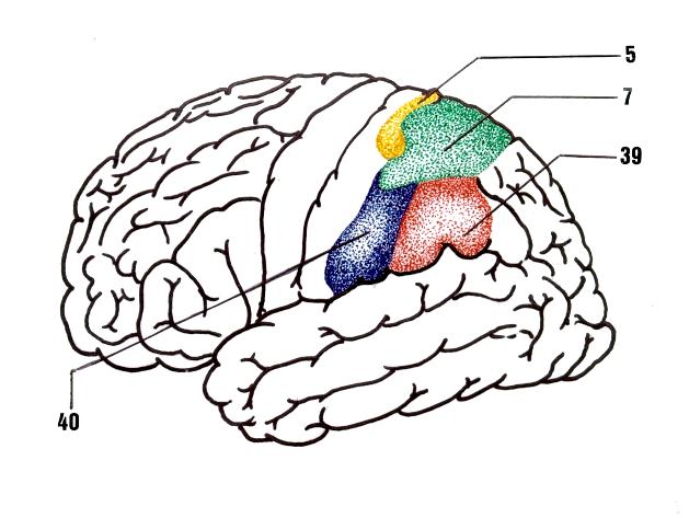 Córtex Associativo Parietal Posterior ( Associativo Parieto-Têmporo-Occipital. ) Área de Broca, no giro frontal inferior esquerdo: Palavra falada ou Articulada.