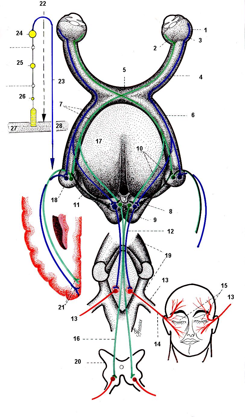 Vias ópticas e área visual 17 Neurônios: III. Células Ganglionares. Neurônios: II. Células Bipolares. Neurônios: I. Células Fotossensíveis: Cones e Bastonetes. Radiação óptica ( 29 ) FIG.: 50.