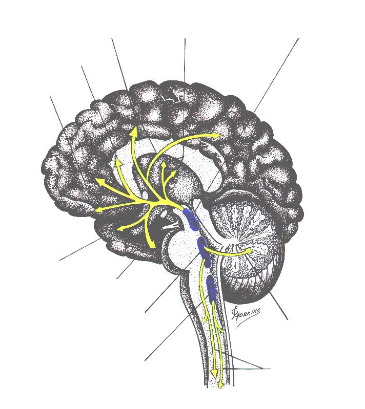 Desenho esquemático do Sistema Modulador Extratalâmico, Serotoninérgico, da Ativação Cortical. ( Figs.: 50.12, 50.19 e 50.20 ).