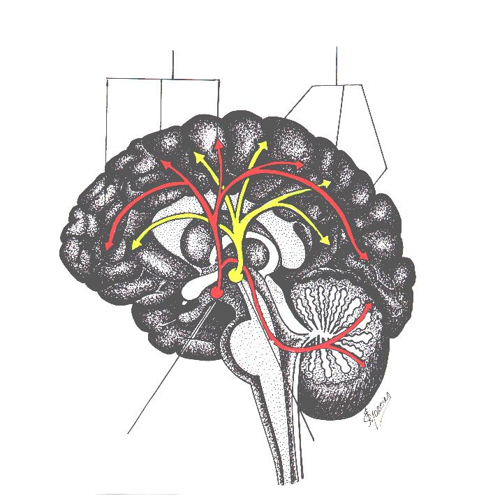 Sistemas Moduladores Extra-talâmicos: Histaminérgico e alguns núcleos do tronco encefálico, cerebelo e para a própria medula espinhal. Gabaérgico, no Sistema Nervoso Central. ( Fig.