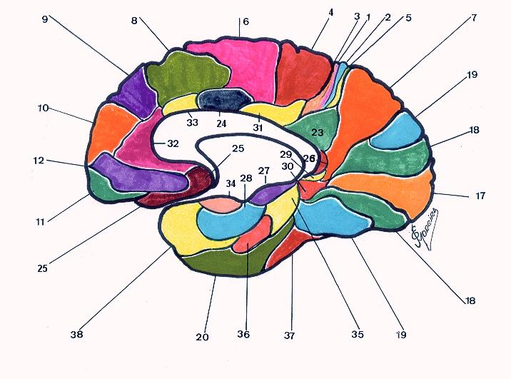 Córtex Cerebral: Classificação Citoarquitetônica de Brodmann Desenho adaptado de Barth and Campbell, A.W. 1905. Histological Studies on the Localization of Central Function. New York.