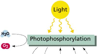 Recordando: As Reações da Fotossíntese luz abundantes na