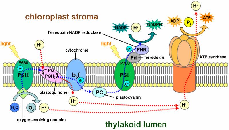 Recordando: Fluxo de Elétrons Acíclico e Fotofosforilação produtos das reações luminosas: NADP e ATP estroma * *