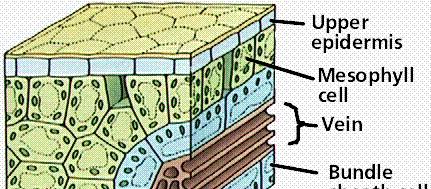 Mecanismos de Concentração de