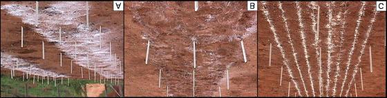 Figura 3 Correção e adubação do solo da área experimental no momento da transplantação: (A) distribuição do calcário no solo; (B) incorporação do calcário no solo a uma profundidade de