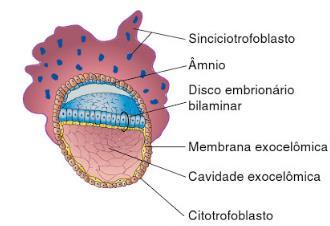 Formação do disco embrionário bilaminar e a cavidade amniótica Dia 8 (mais velho