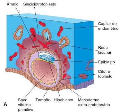 Formação do saco vitelino Dia 10 (reação decidual): Fonte: