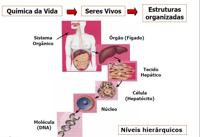 Erlenmeyer 4. Balão de fundo chato 5. Tela de amianto 6. Pipeta graduada 7. Proveta ou cilindro graduado 8. Pisseta 9. Balão volumétrico 10. Bastão de vidro 11. Tripé de ferro 12.