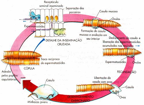 Reprodução