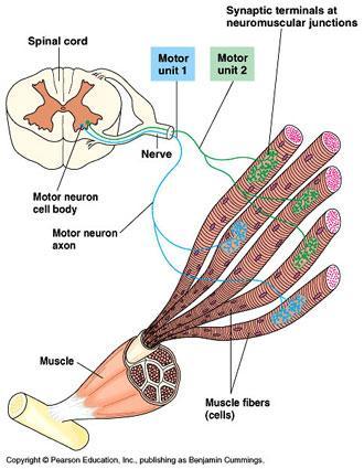 Tamanho das unidades motoras Quadríceps = cerca de 200 fibras por UM Musculatura extrínseca do globo ocular = cerca de 8 fibras por UM