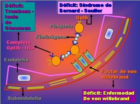 Hemostasia secundária Reforça o tampão primário Conjunto de proteínas plasmáticas Todas produzidas pelo fígado* Alguns fatores são dependentes de Vit.