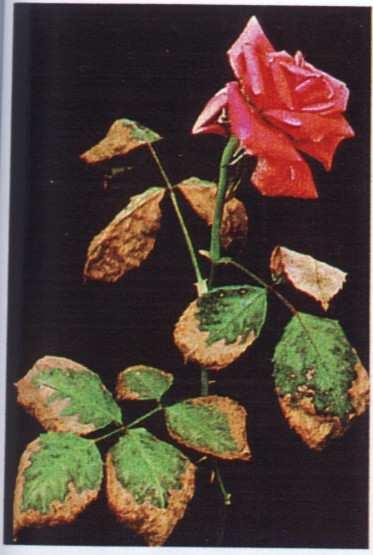 Deficiência de cobre em rosas Fonte: Bergmann,