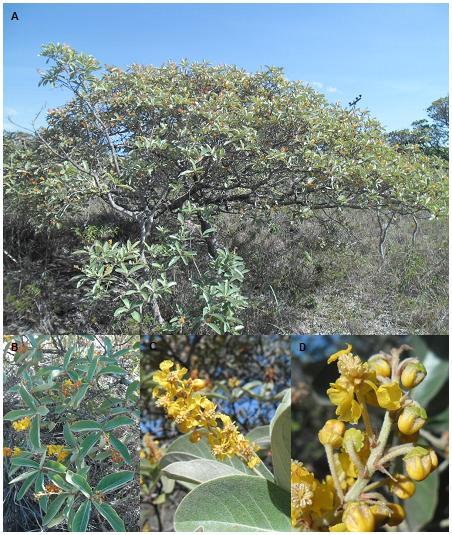 23 Figura 3: Byrsonima cydoniifolia: A = Indivíduo florido; B = Folhas e Inflorescências com flores; C = Inflorescência com flores; D = flores e botões indicando os elaióforos.