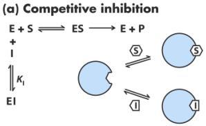 Inibição Competitiva Inibição Não-Competitiva [E][I] Ki = K EI = [EI] Inibidorse liga no mesmo sítio ativo que o substrato Ki=Ki K EI =K ESI Inibição Acompetitiva Sítios diferentes de ligação