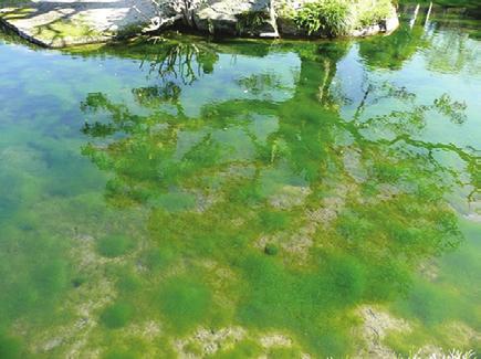 TRATAMENTO DE ÁGUA E EFLUENTES Fotos: Divulgação Renner A dualidade das algas: eutrofização em águas e a depuração de efluentes Atualmente, o desenvolvimento de atividades antrópicas está colocando