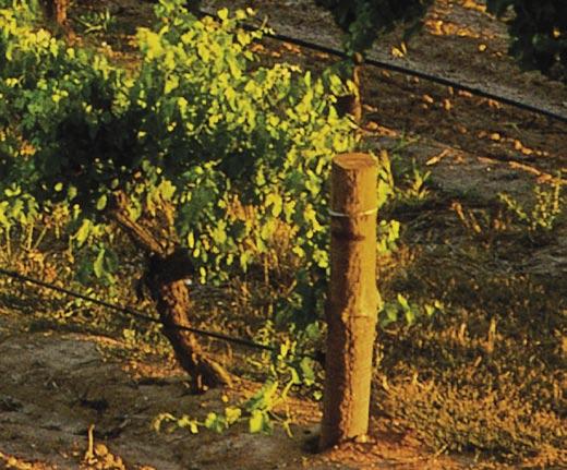 INDÚSTRIA E AMBIENTE 40 GESTÃO E TRATAMENTO DE ÁGUAS Tratamento de efluentes vitivinícolas: uma caso de estudo na região dos vinhos verdes A.C. RODRIGUES J.M. OLIVEIRA J.A. OLIVEIRA Adega Cooperativa de Ponte da Barca J.