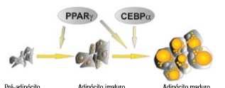 Ácido graxos e apoptose C/EBPβ Modelo simplificado da adipogênese em ratos.