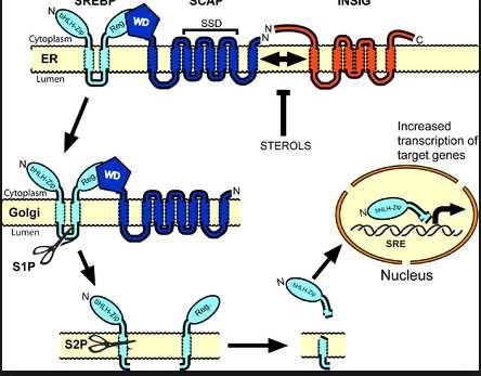 Proteinas de Ligação aos Elementos Regulatórios de Esteróides (SREBPs) AGW3 atuam como sinalizadores intracelulares, inibindo a transcrição de