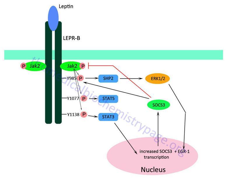 Sinalização da Leptina/Insulina nos neurônios