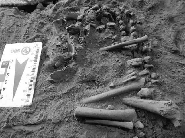 Não foram encontrados acompanhamentos funerários ou restos de fibras (Figuras 09 a 11).