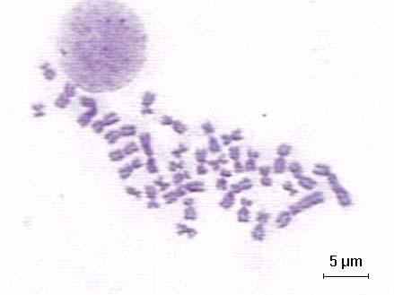 Viçosa e Rio Claro, encontramos uma variação menor no número de cromossomos: os