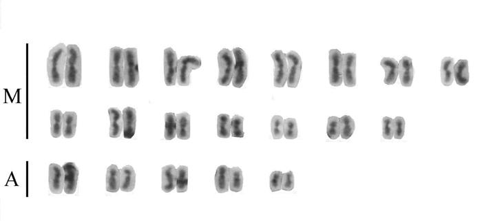 a b c Figura 3: Cariótipos diplóides de P. apicalis.