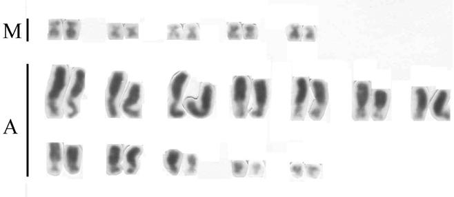 a b Figura 5: Cariótipos diplóides das espécies do grupo P. (villosa): a) P. villosa, 2n=34; b) P. unidentata, 2n=12 Barra horizontal = 5 µm Discussão A espécie conhecida como a autêntica P.