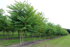 Estabilização de solos Espanta-lobos (Ailanthus altissima)