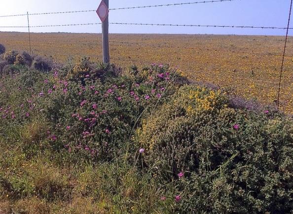 Potenciação da biodiversidade em bermas e parcelas marginais a